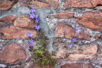 Vine growing on a wall in Bristol producing small blue flowers