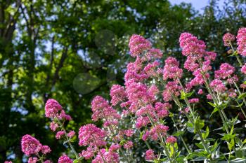 Pink Valerian flowers growing from a wall in Bristol