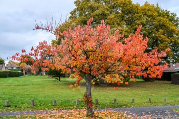 Bird Cherry (Prunus padus) tree in autumn in East Grinstead