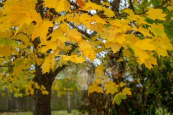 Autumnal colours  of a Maple tree in East Grinstead