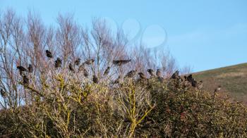 Flock of Starlings on a tree at Southease in East Sussex