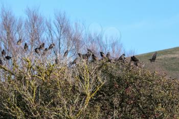 Flock of Starlings on a tree at Southease in East Sussex