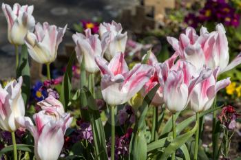 Colourful display of white and red Tulips in East Grinstead