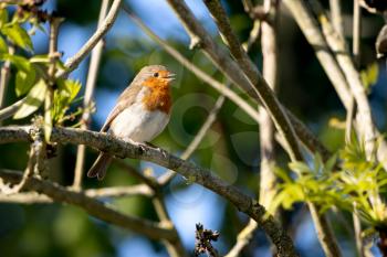 Robin singing in a tree on a sunny spring morning