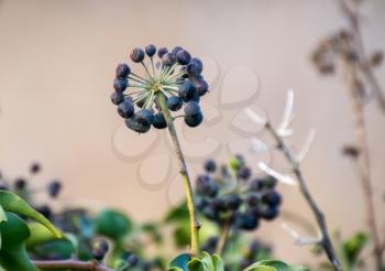 A cluster of Ivy berries in winter