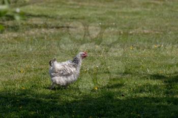 Unusual chicken in a garden near Ardingly