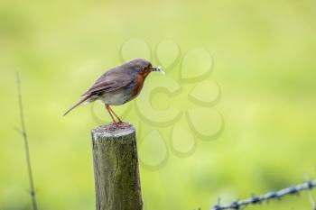 Robin standing on a wooden post having caught an insect