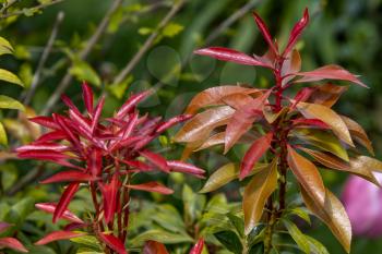 Colourful new growth on a Pieris Japonica  shrub