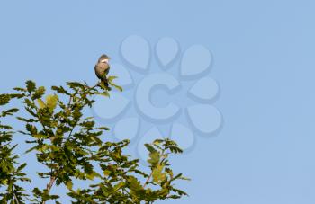 Common Whitethroat (Sylvia communis) perched in a tree and singing