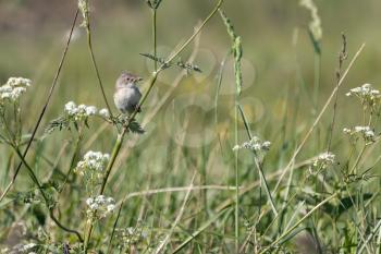 Common Whitethroat (Sylvia communis) hunting for food