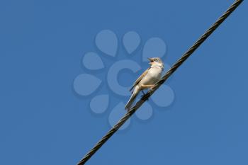 Common Whitethroat (Sylvia communis) singing on a telephone wire