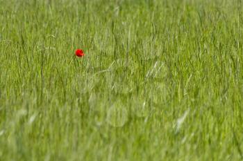 A single Poppy in a field near East Grinstead