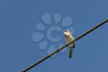 Common Whitethroat (Sylvia communis) perched on a telephone wire