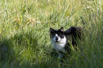 Sunlit Black and white Cat in long grass
