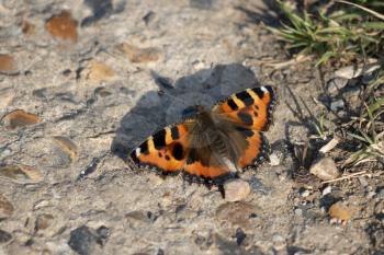 Small Tortoiseshell butterfly (Aglais urticae L.) resting on a concete path in the spring sunshine