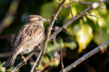 Sparrow (Passeridae) resting on a branch in the spring sunshine