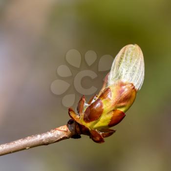 Sticky bud of the Horse Chesnut tree bursting into leaf