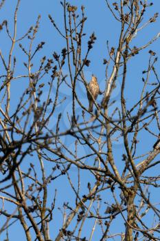 Song Thrush (Turdus philomelos) singing in the spring sunshine