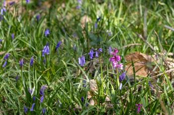 Early Purple Orchid (Orchis mascula) flowering among the bluebells near East Grinstead