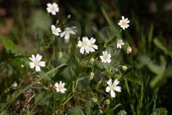 Greater Stitchwort (Stellaria holostea) growing in a hedgerow near East Grinstead