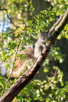 Grey Squirrel (Sciurus carolinensis) watching from a tree