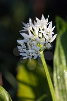 Early morning dew on a sunlit Ramsons or Wild Garlic flower