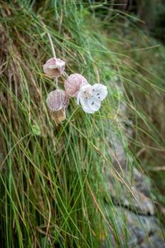 Sea Campion (Silene uniflora) growing from a wall in little Haven Pembrokeshire
