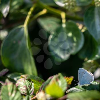 Holly Blue (Celastrina argiolus) resting on a plant near Little Haven in Pembrokeshire