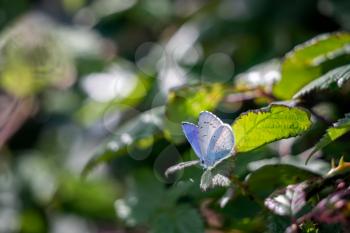 Holly Blue (Celastrina argiolus) resting on a plant near Little Haven in Pembrokeshire