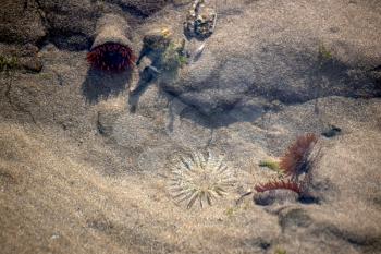 Sea Anemones in a rock pool at Broad Haven beach