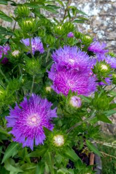 Pot of white centered purple flowers of the hardy perennial Soke's Aster  'Purple Parasols', (Stokesia laevis)