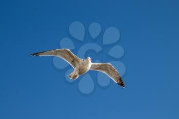 Common Gull (Larus canus) in flight at Worthing