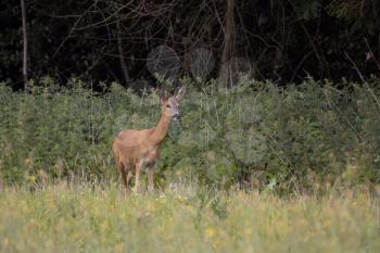 Alert female European Roe Deer (Capreolus capreolus)