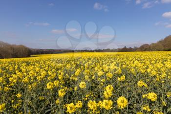 Rapeseed (Brassica napus) flowering in the East Sussex countryside near Birch Grove