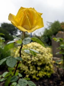 Close-up view of a yellow Hybrid T Rose flowering in summertime