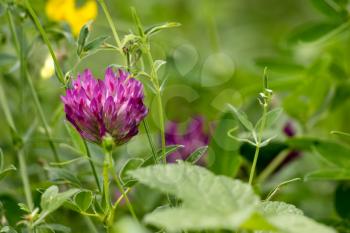 Red Clover (Trifolium Pratense) flowering along the Worth Way in East Grinstead