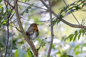 Fledgling Robin perched in a tree on a summers day