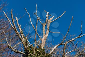 Dead tree in winter against a brilliant blue sky