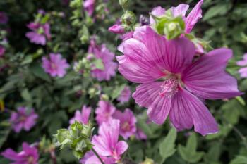 Mallow blooming profusely in a park in London
