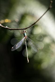 Willow Emerald Damselfly (Chalcolestes viridis) hanging from a branch