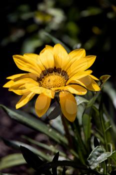 Yellow Gazania flowering in an English garden