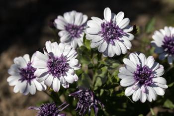 White and purple Gazanias flowering in an English garden