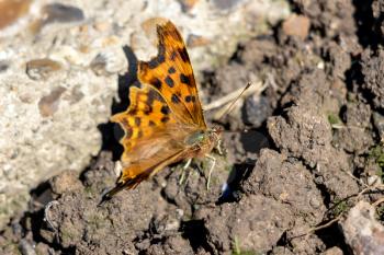 Comma (Polygonia c-album) resting on the ground in the summer sunshine