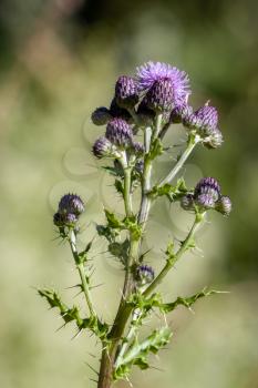 Marsh Thistle (Cirsium palustre) beginning to flower in summertime in West Sussex
