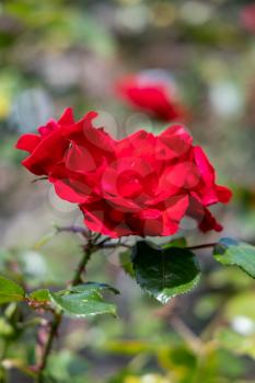 Red rose flowering in a garden in East Grinstead