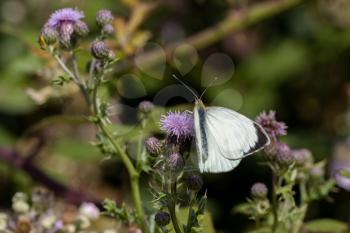 Large White (Pieris brassicae) Butterfly feeding on a thistle