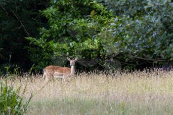 Alert Fallow Deer (Dama dama) in woodland in East Grinstead