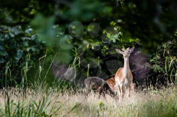 Alert Fallow Deer (Dama dama) in woodland in East Grinstead