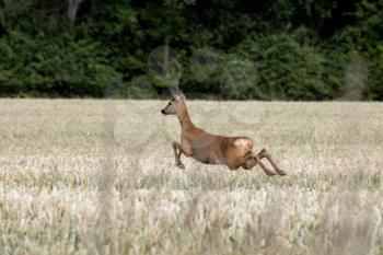 Female European Roe Deer (Capreolus capreolus) running through a field of wheat