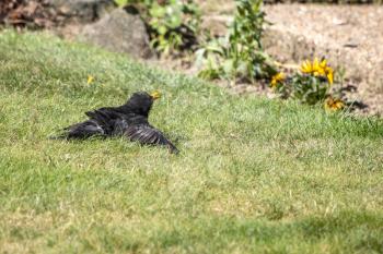 Blackbird (Turdus merula) in the grass